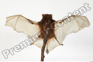 European Bat - Barbastella barbastellus 0023